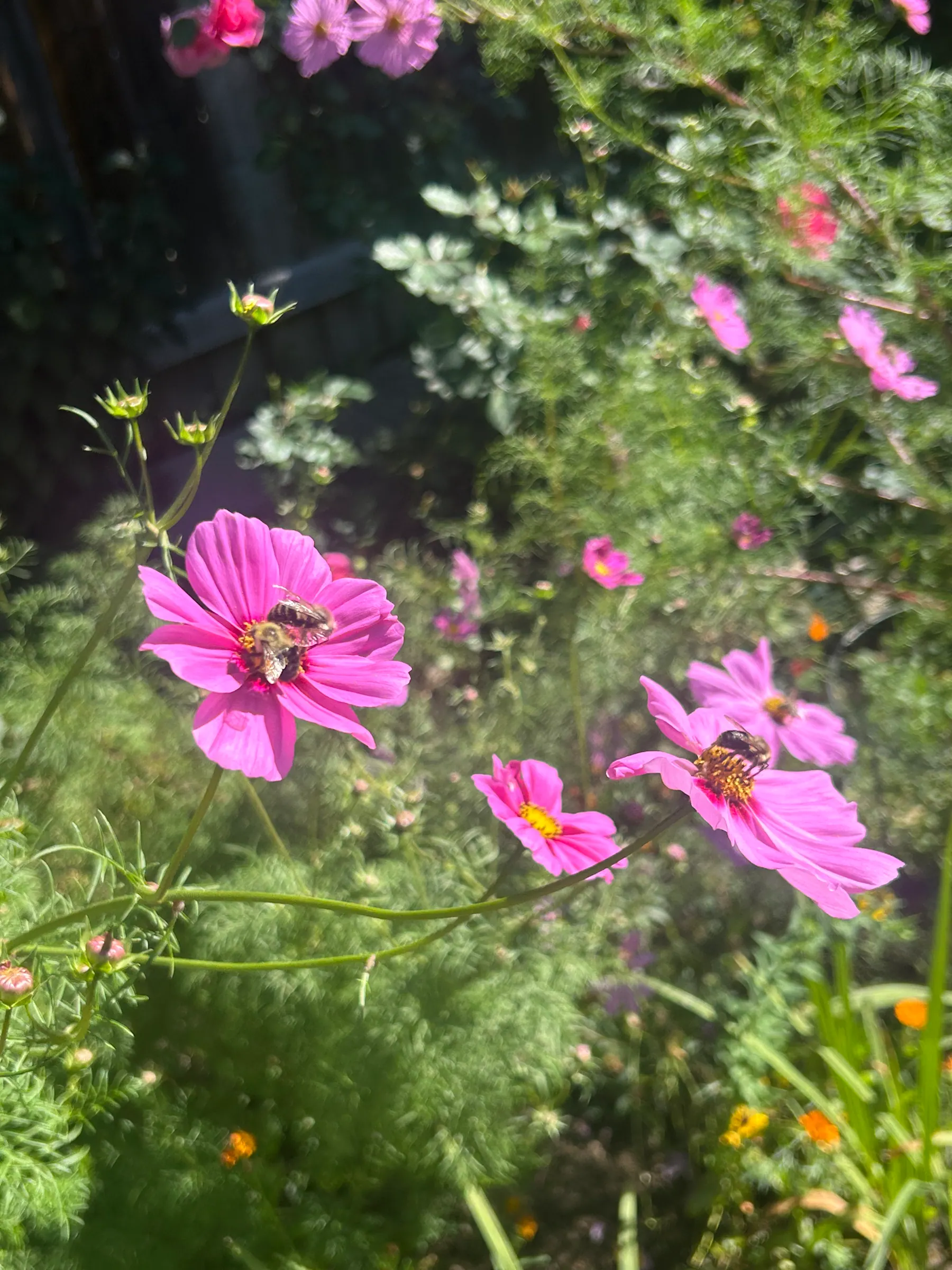 Flowers in garden journey preview